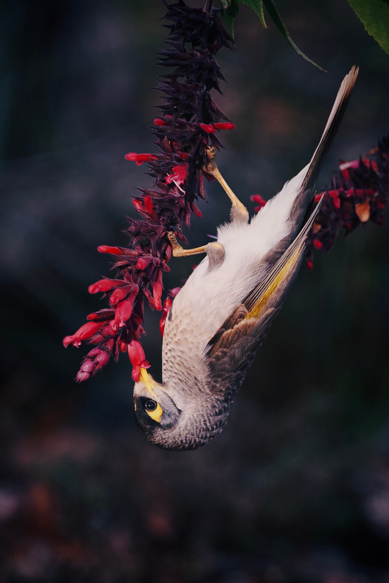 Noisy Miner bird hanging upside down on a salvia bush.