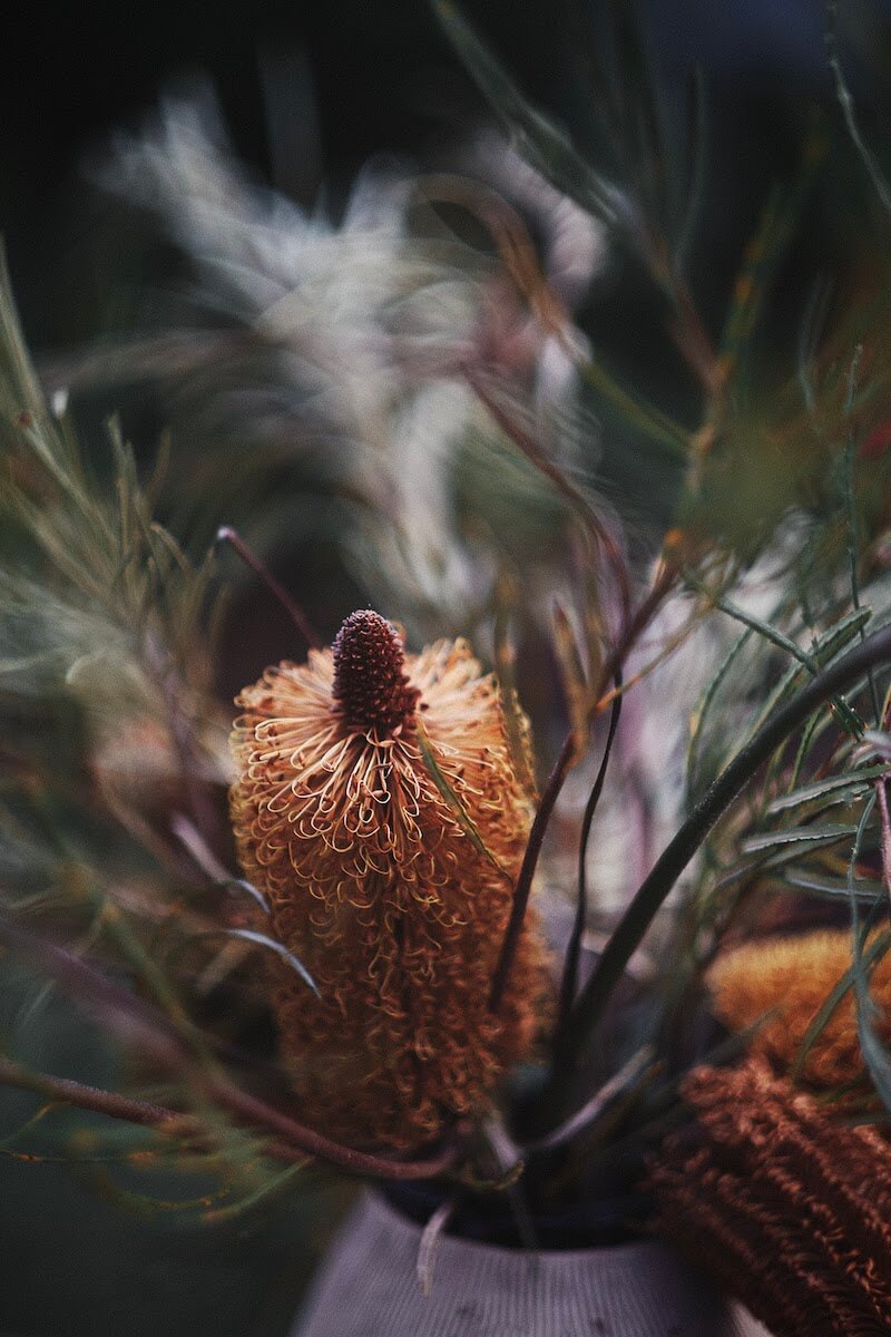 Close up of a banksia flower in a pot.