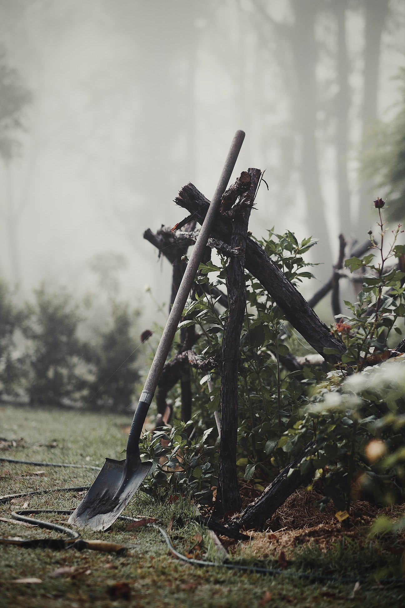 Portrait photo of a spade leaning up against wooden fencing in the garden.